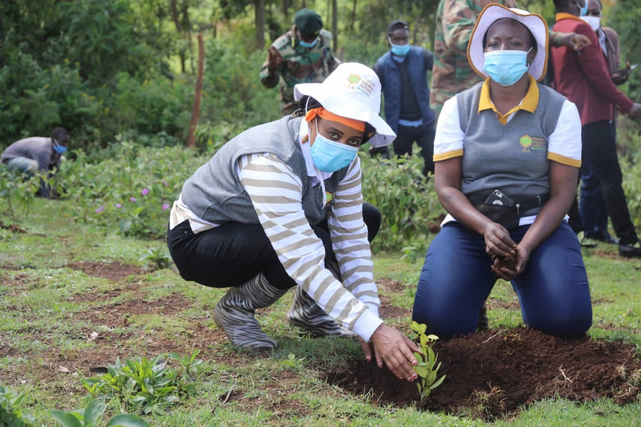 IRA staff participated in the Annual Tree Planting at Kaptagat Forest in North Rift